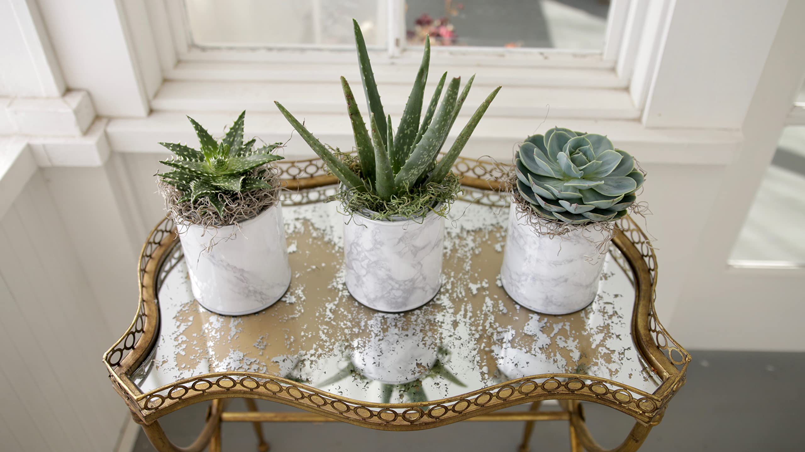 Espoma Organic Cactus Potting Soil Mix, Natural & Organic Soil for Cactus, Succulent, Palm, and Citrus Grown in containers Both Indoors and Outdoors, 4 qt