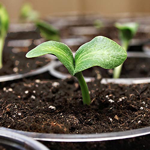 Coast of Maine, 16qt (Pack of 10) Sprout Island Blend, Organic & Natural Seed Starter for Seed Germination & Root Plant Cuttings