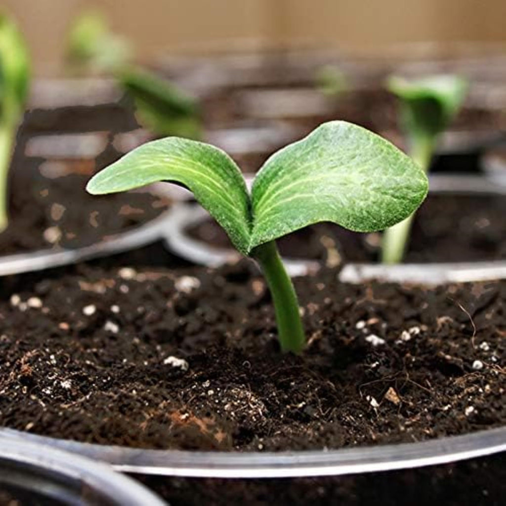 Coast of Maine, 16qt (Pack of 10) Sprout Island Blend, Organic & Natural Seed Starter for Seed Germination & Root Plant Cuttings