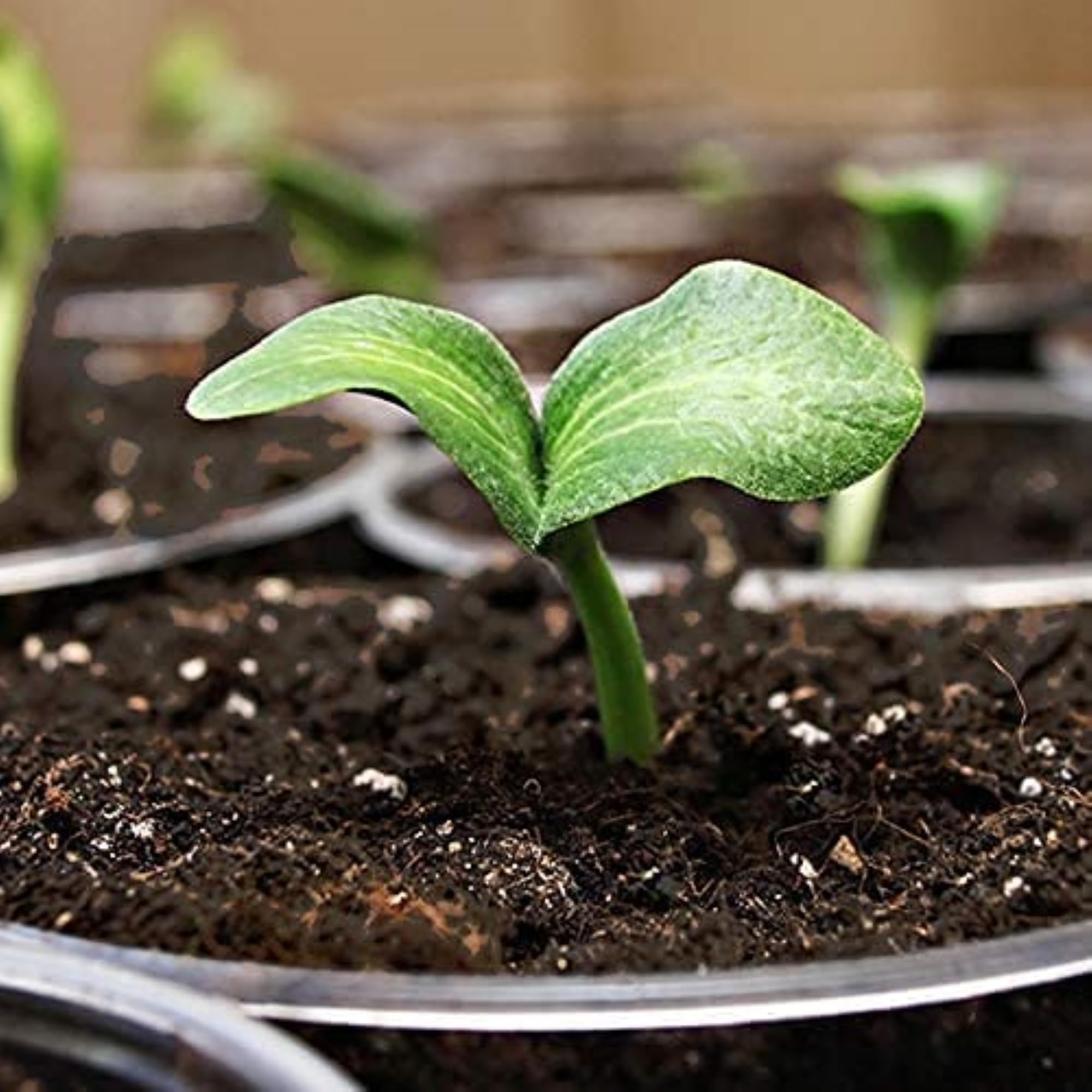 COAST OF MAINE Seed Starter, 16 QT